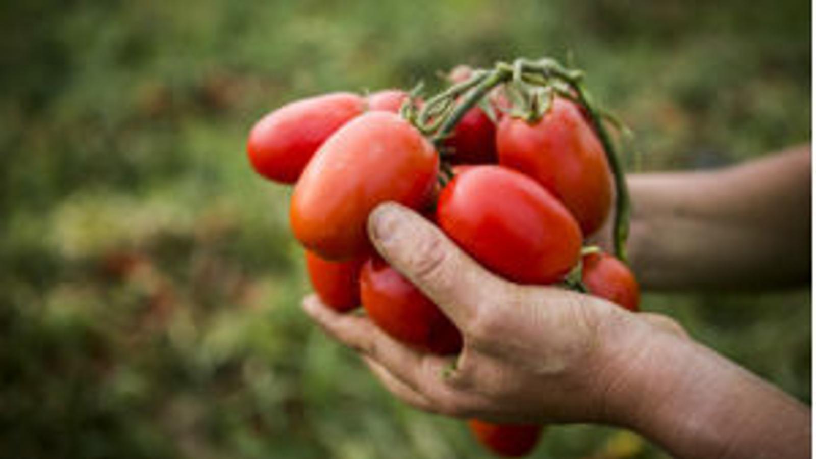 Knorr comparte sus secretos de agricultura en su nueva web