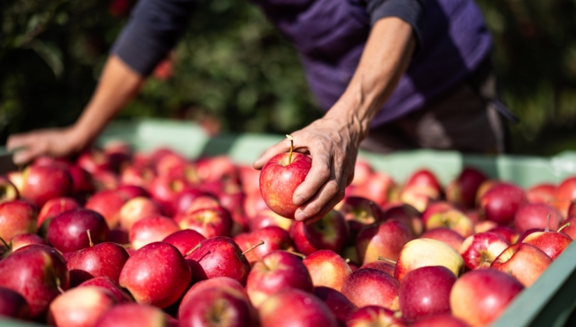 VOG inicia la nueva temporada comercial de sus manzanas ecológicas 