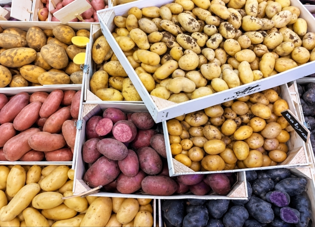 Exposición de distintas variedades de patata, elegida Producto Estrella de Fruit Attraction 2026.