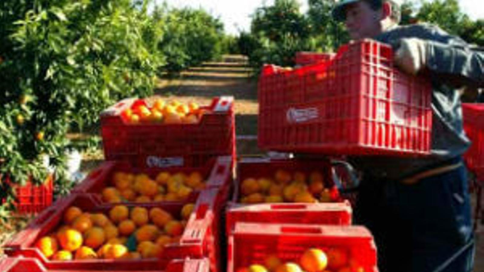 Pérdidas millonarias en la campaña citrícola 2016-2017 - 