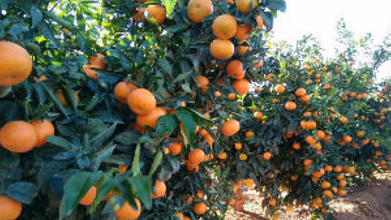 Plantación de clementina Octubrina - 