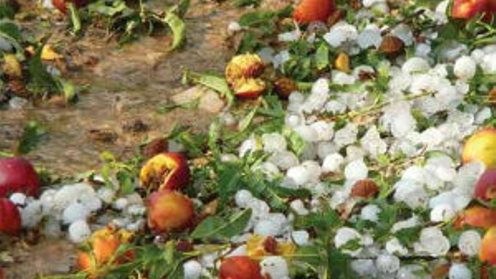 Fruta afectada por el pedrisco - 