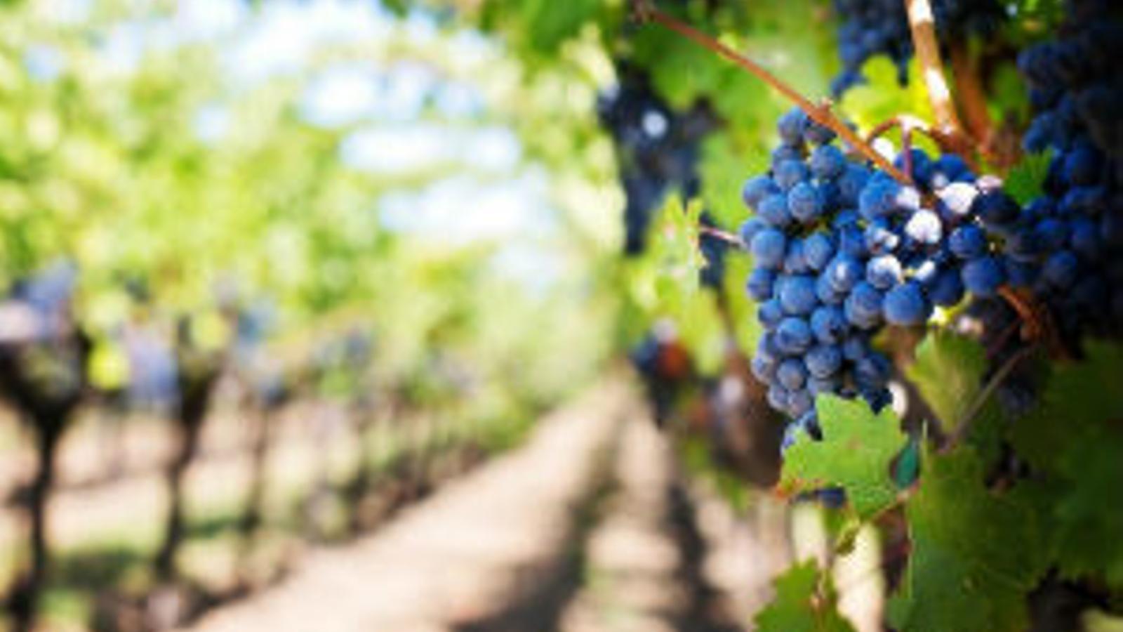 Buenas previsiones de visitas a las bodegas para este verano