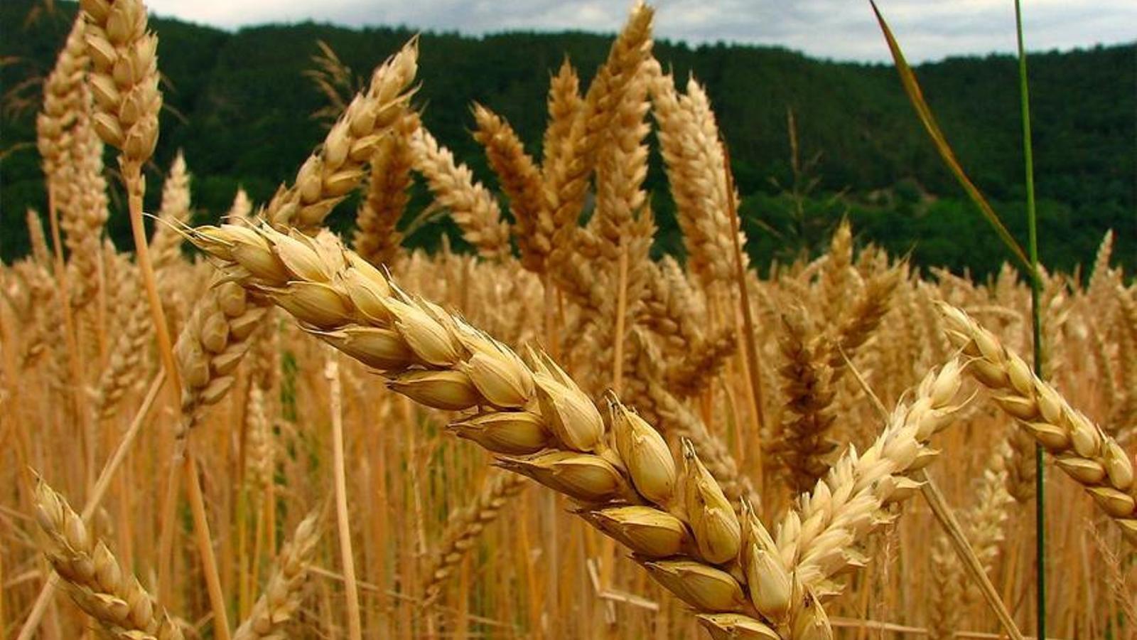 La producción agrícola peligra por las altas temperaturas