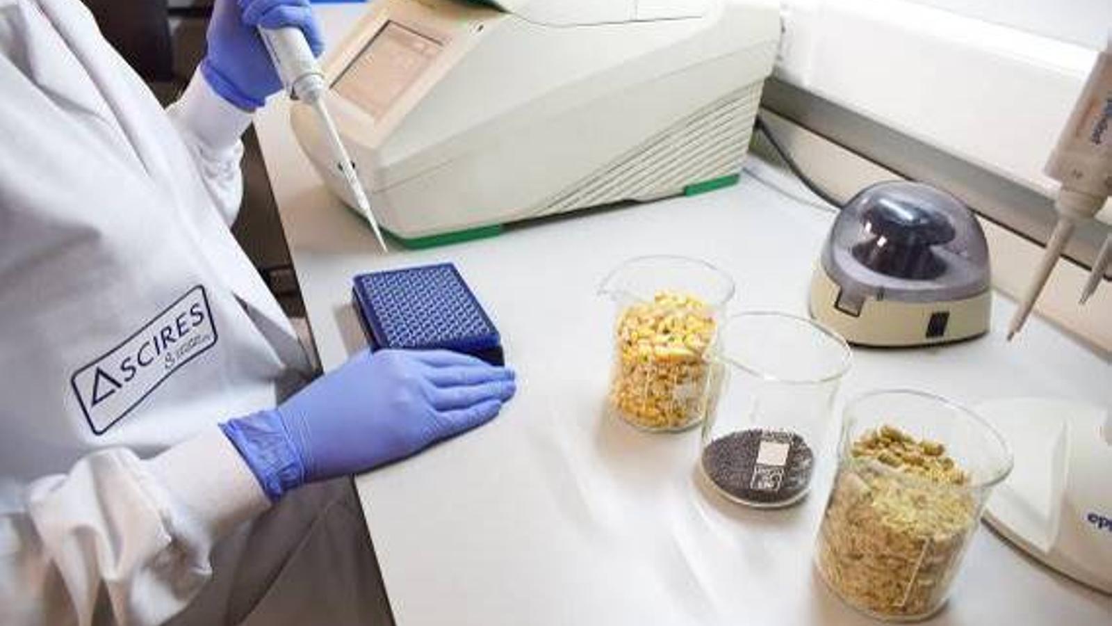 Así es el test que detecta transgénicos en alimentos