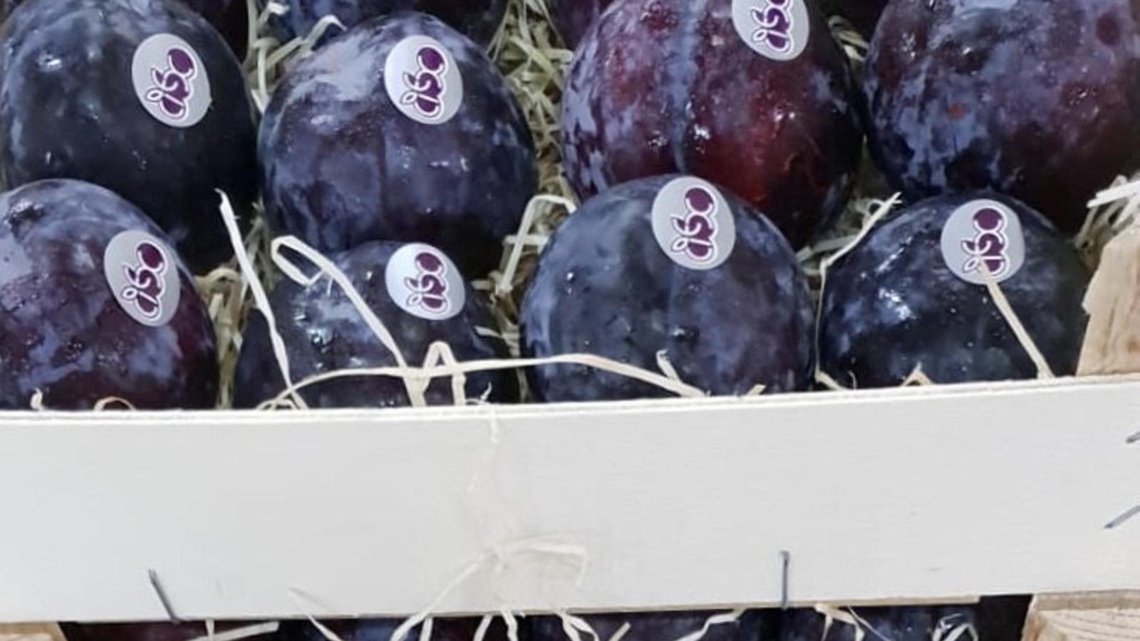 Ciruelas con sello de calidad CiEx - Afruex