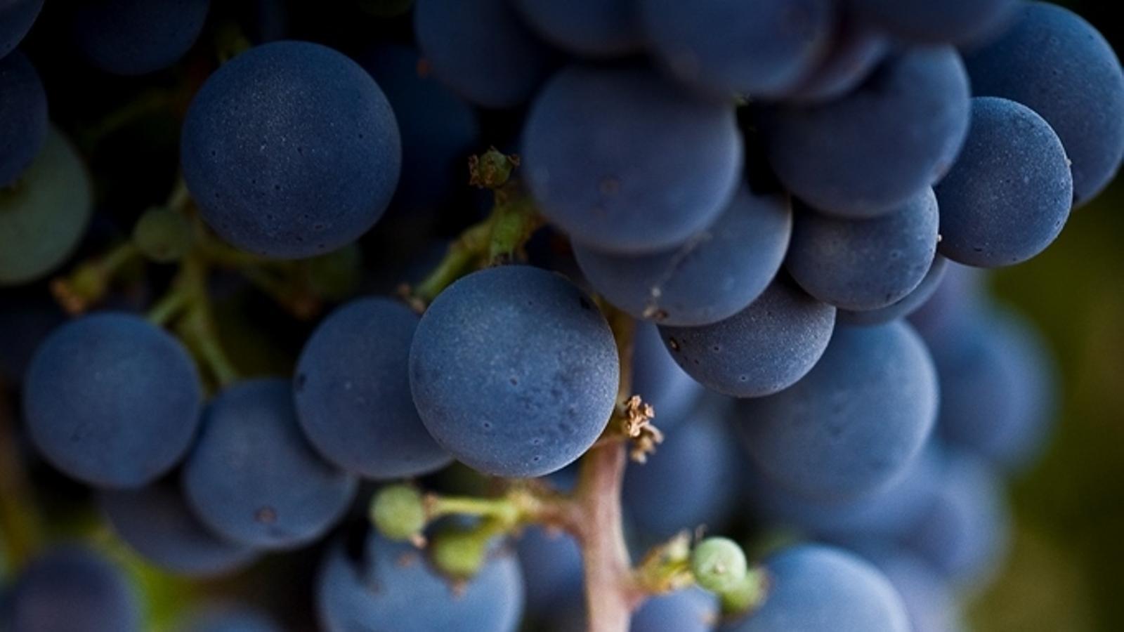 La D.O Bierzo se supera y recoge más de 13 millones de kilos