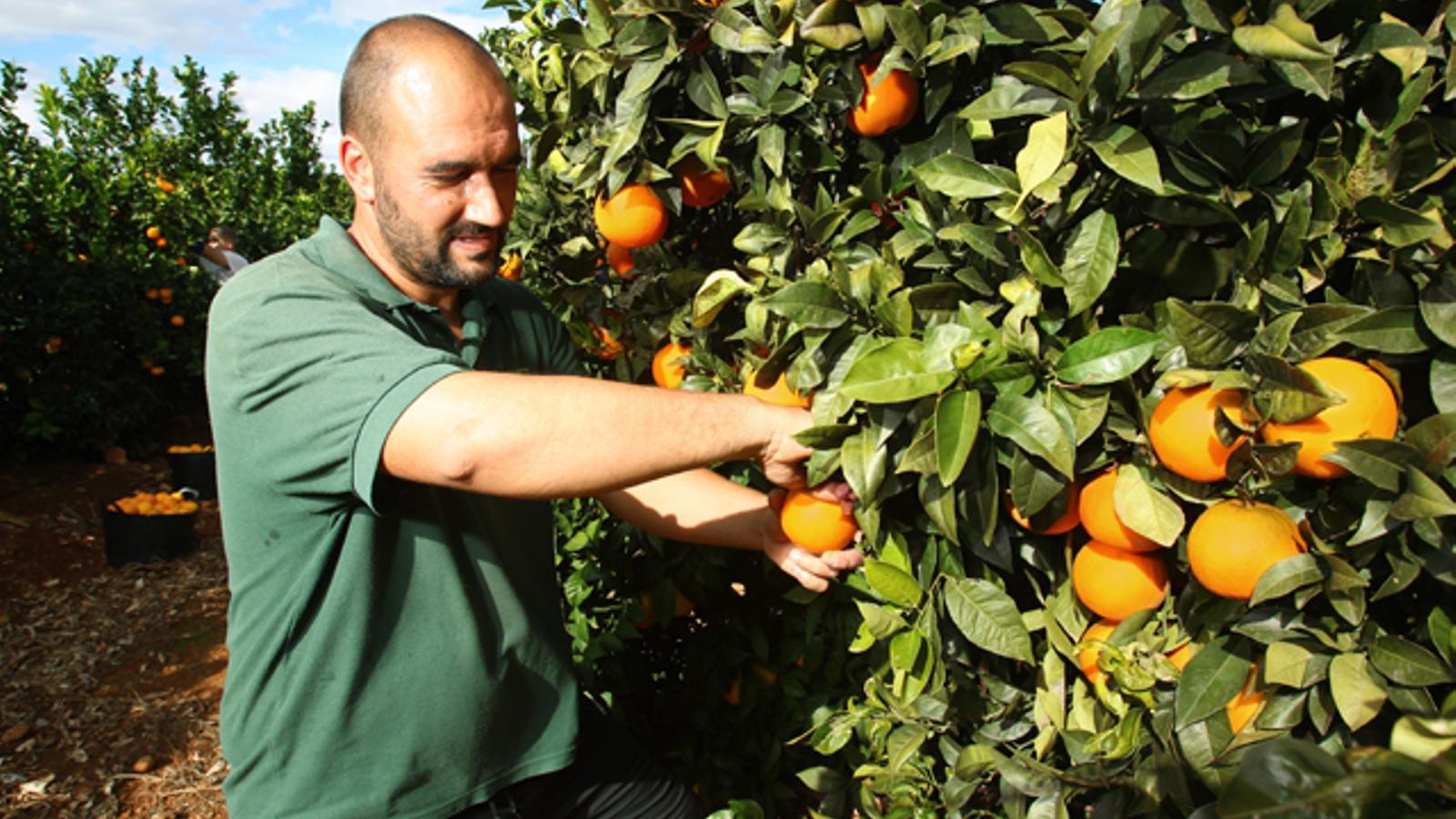 Agricultor recogiendo naranjas - Archivo