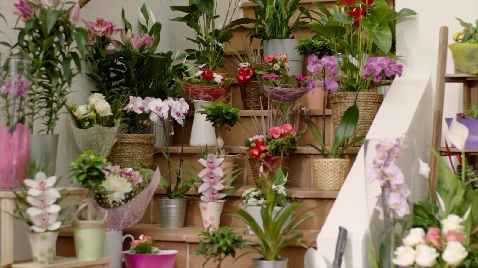 Lidl se lanza a competir en el sector de floristerías - Lidl