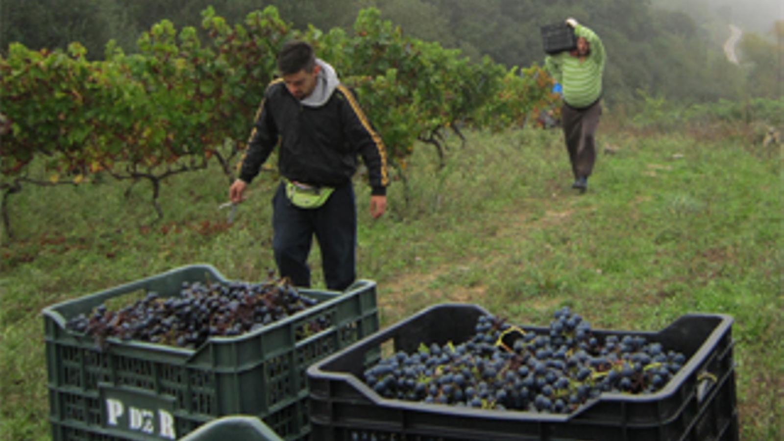 Pazo de Rivas y CSIC buscan una uva tinta Mencía más saludable
