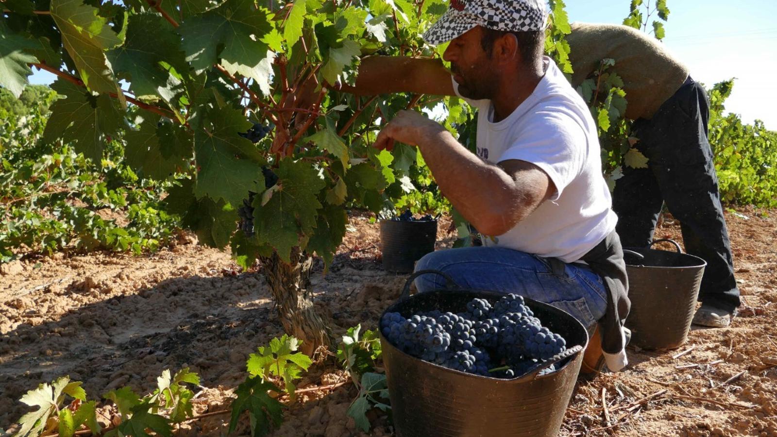 Ribera del Duero cierra una cosecha con 29 millones de kilos menos