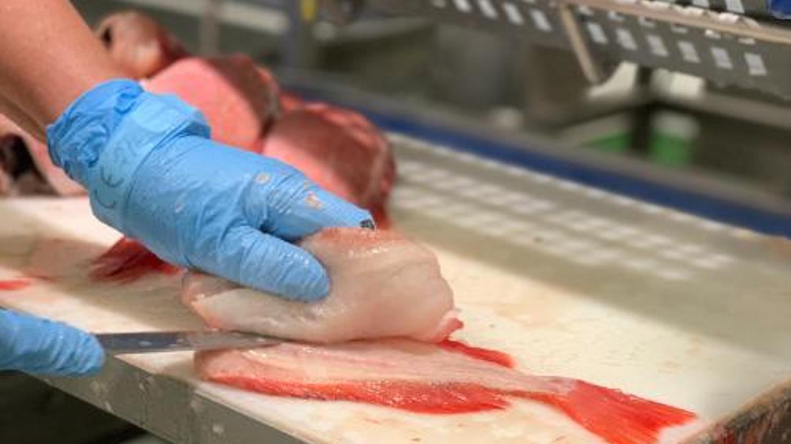 Alcampo y Cabomar se alían para estudiar la sostenibilidad de la gallineta - Alcampo