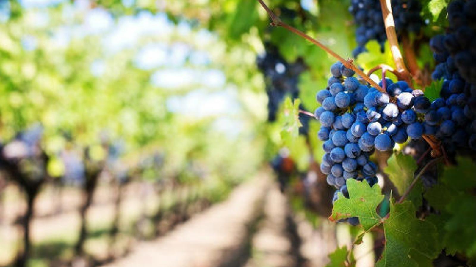 El 96% de la superficie de viñedo en España está en territorio de alguna denominación de calidad