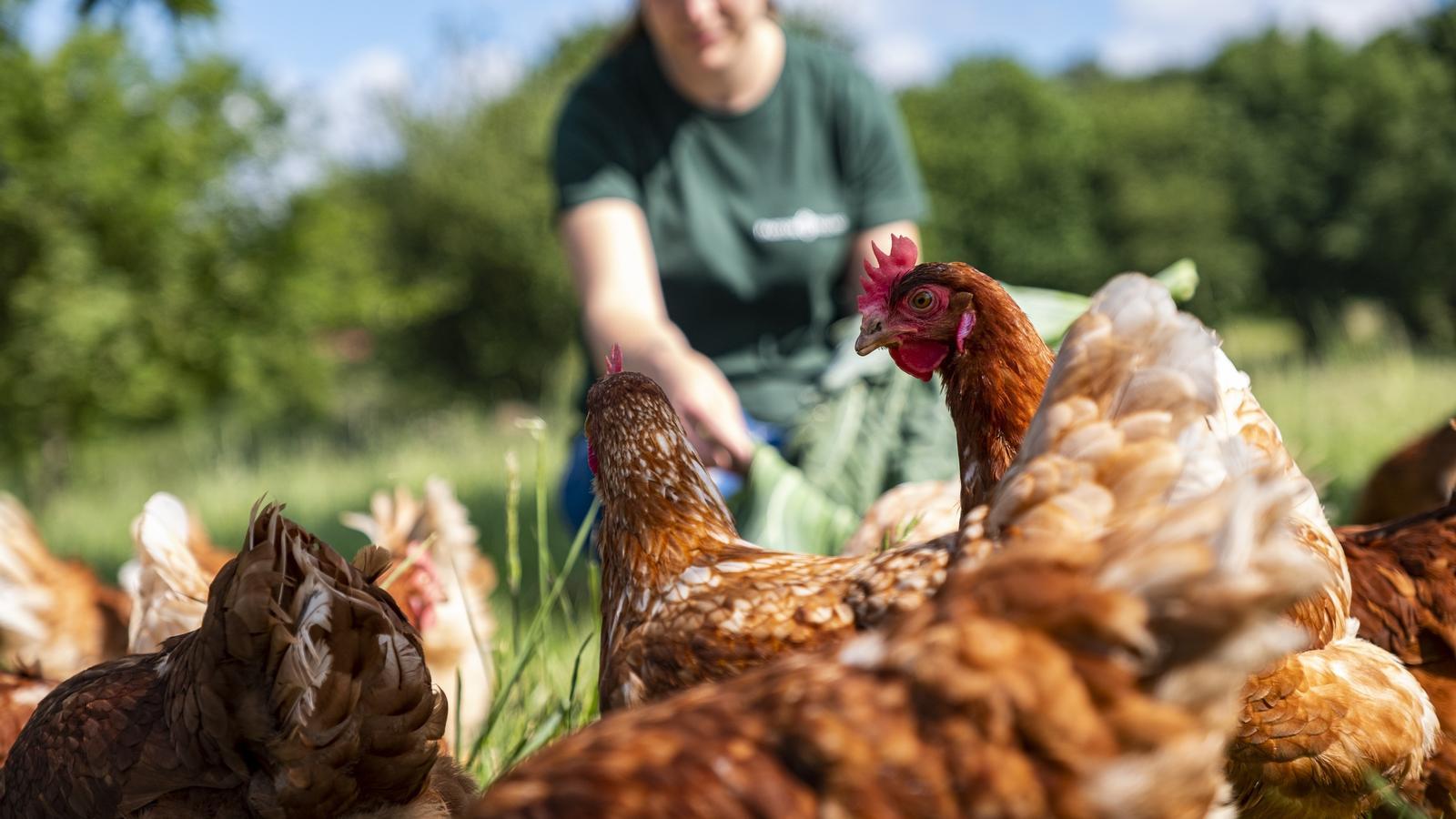 Pazo de Vilane editará un libro de recetas de huevos camperos con creaciones de sus clientes