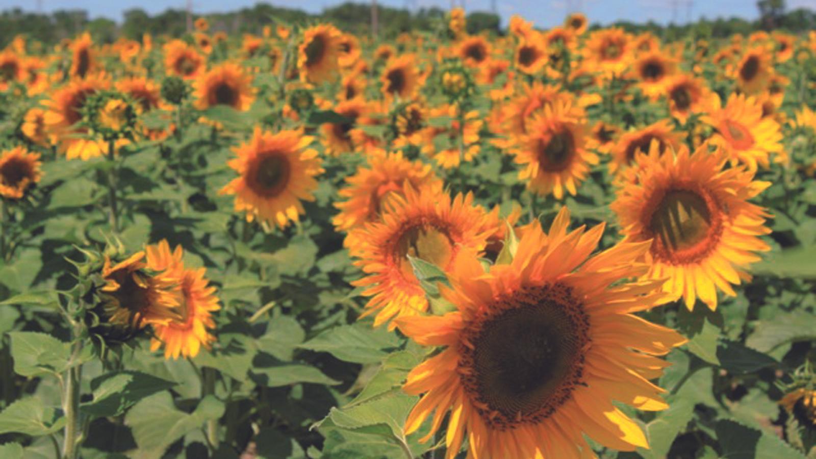 España aumenta el 80% su importación de pipas de girasol en cinco años
