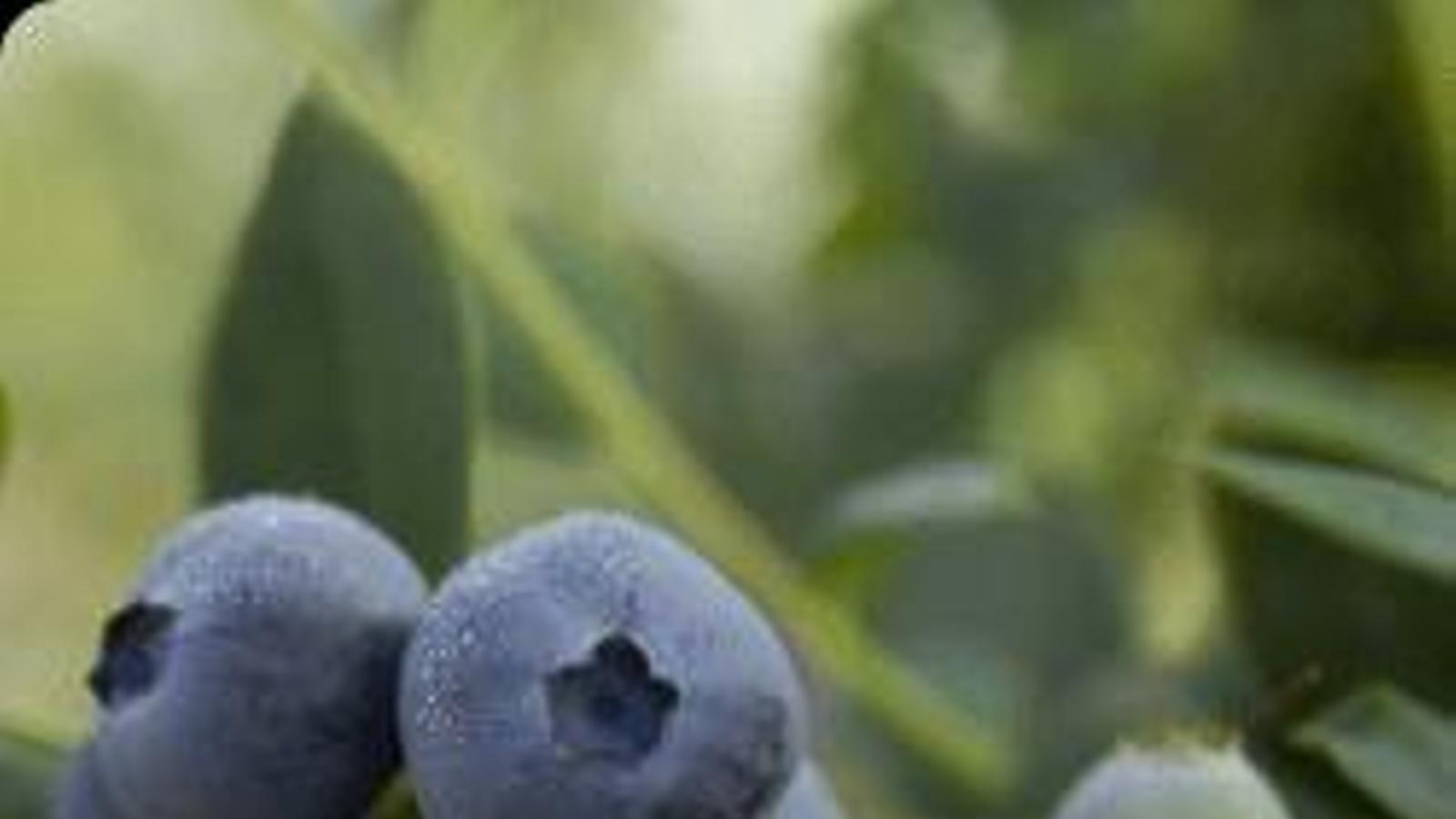 La chilena Hortifrut compra la española Atlantic Blue por 241 millones de euros