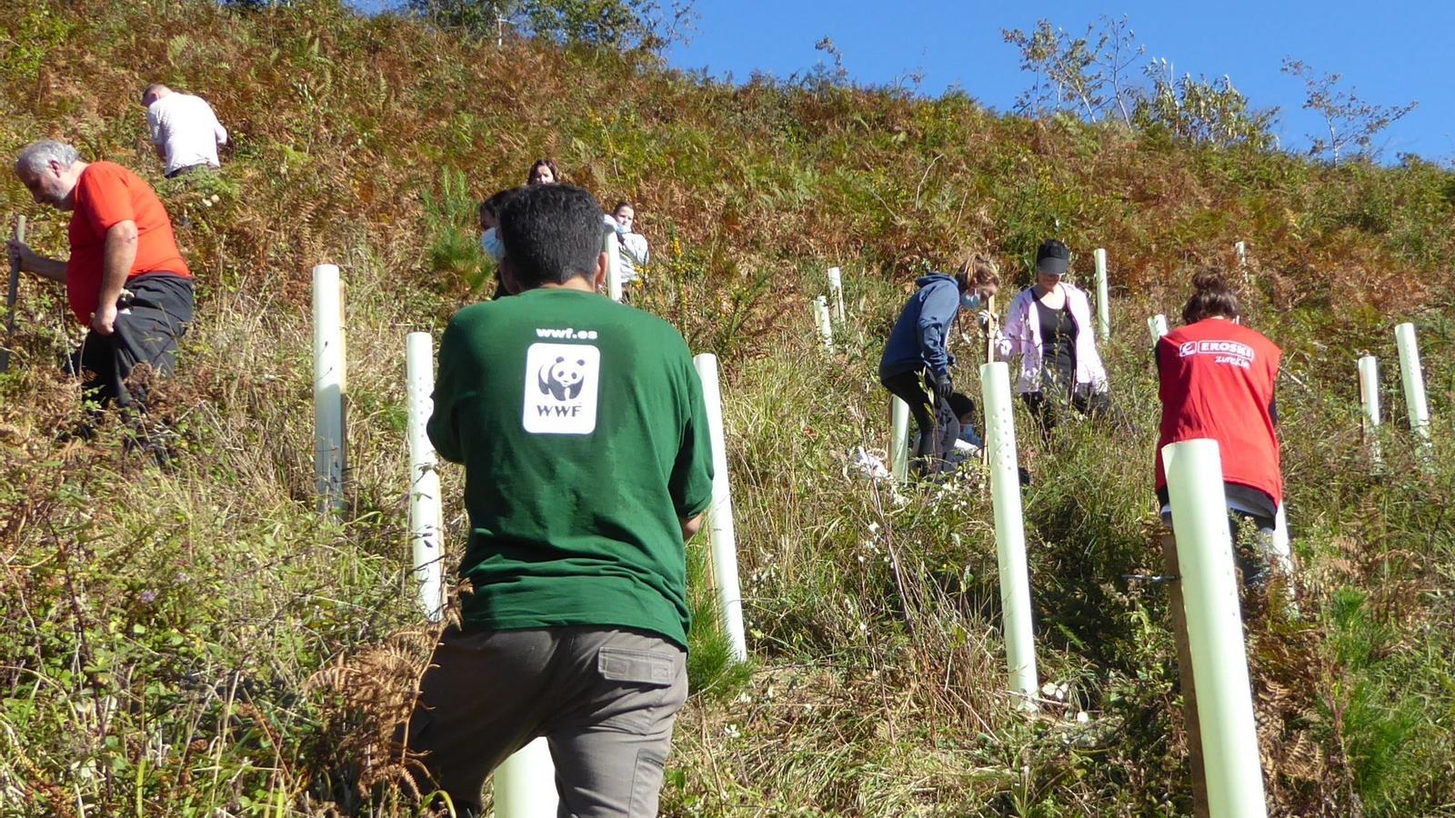 Voluntarios de Eroski plantan árboles para ayudar a la conservación de la naturaleza junto a WWF