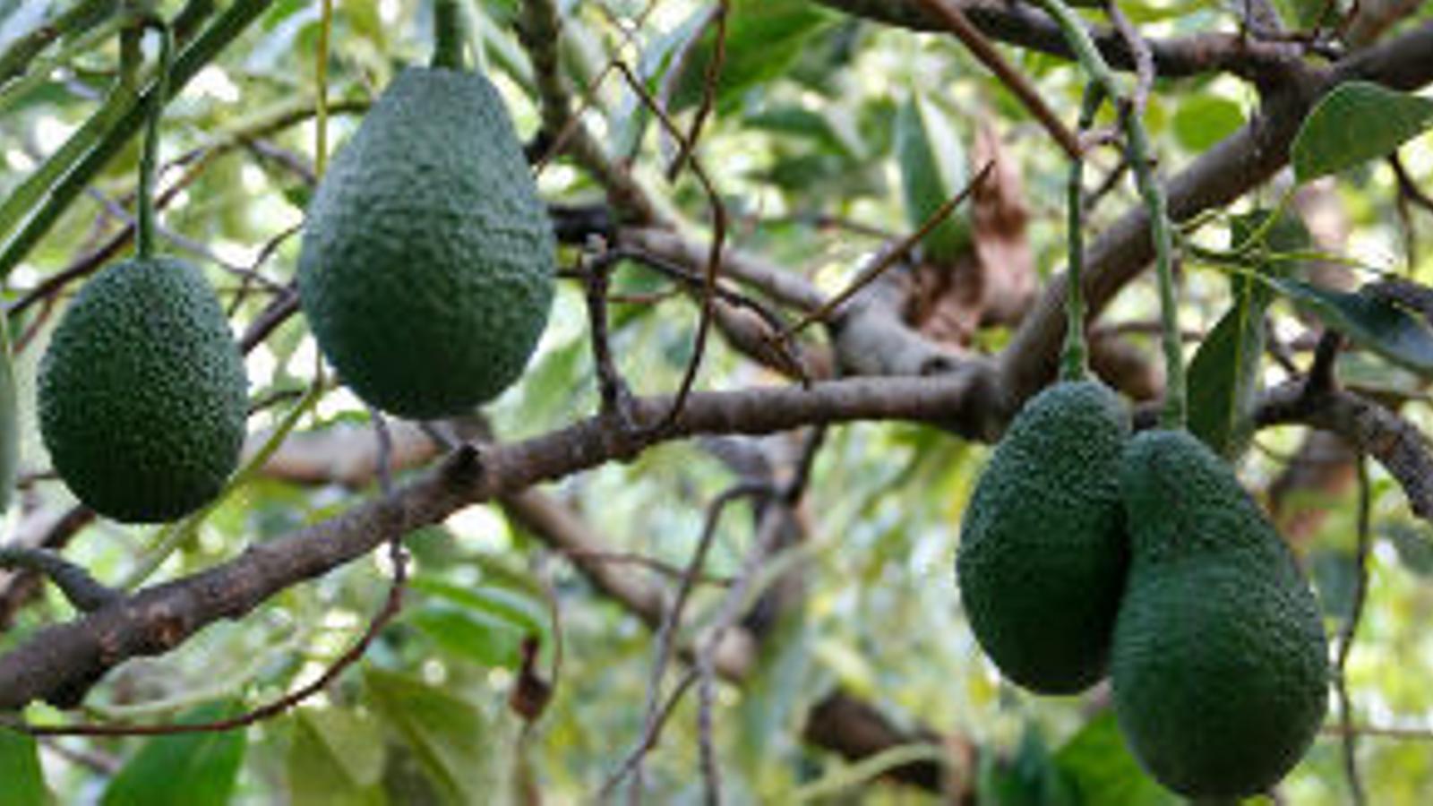 Aguacates de Frutas Montosa, interproveedor de Mercadona - 