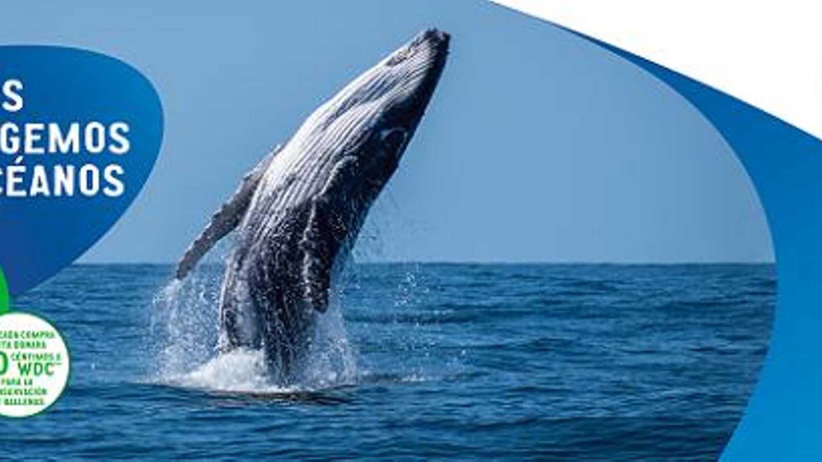 BRITA vuelve a unir fuerzas con la ONG Whale and Dolphin Conservation (WDC) en su lucha contra el cambio climático