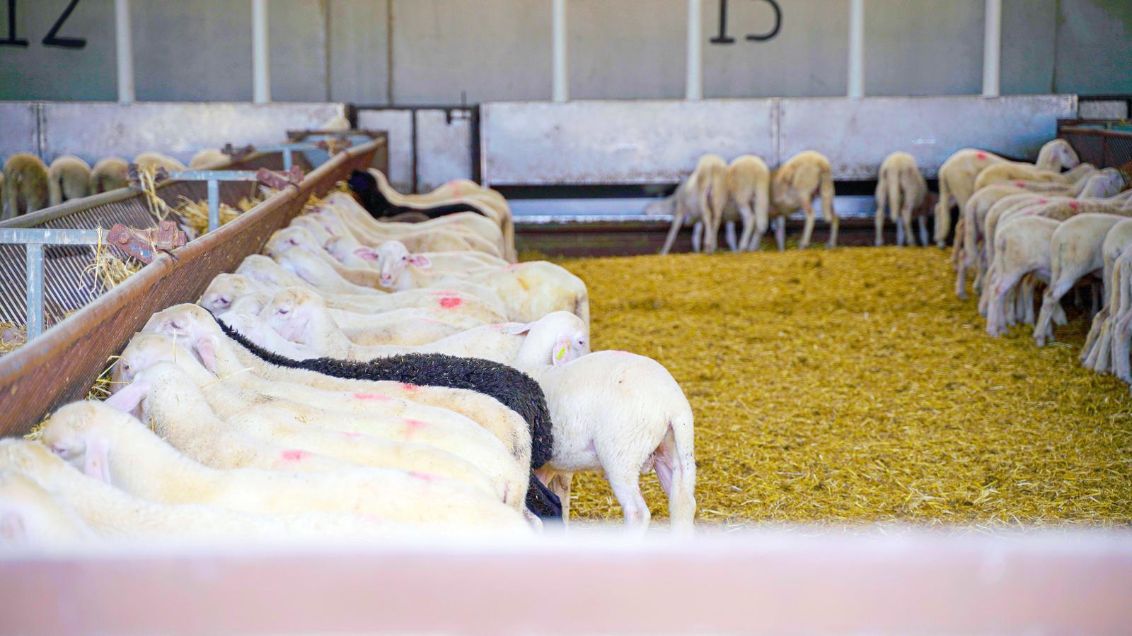 Granja de ovejas - Interovic