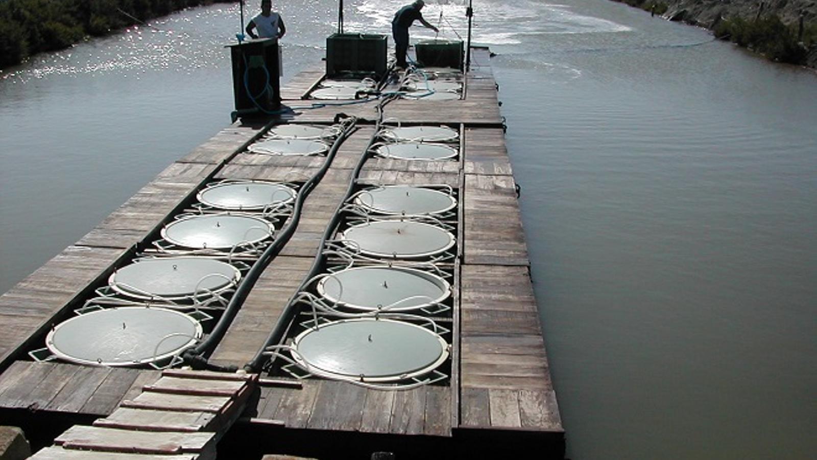 Los costes disparados de la acuicultura ponen en riesgo la disponibilidad de pescado - Acuicultura de España