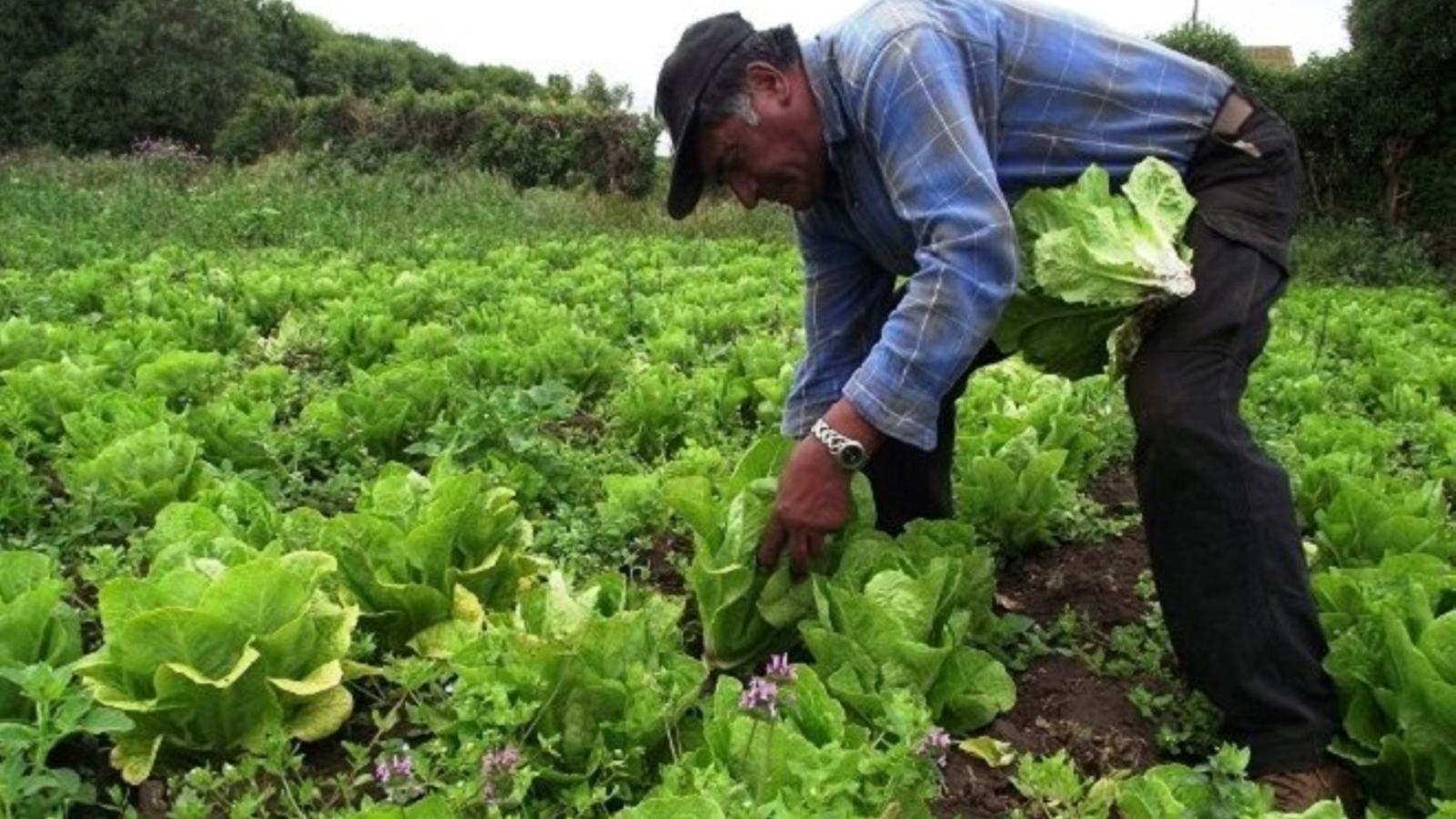 El sector agrícola se ahoga en los costes producción, que subieron el 26% en un año - Archivo