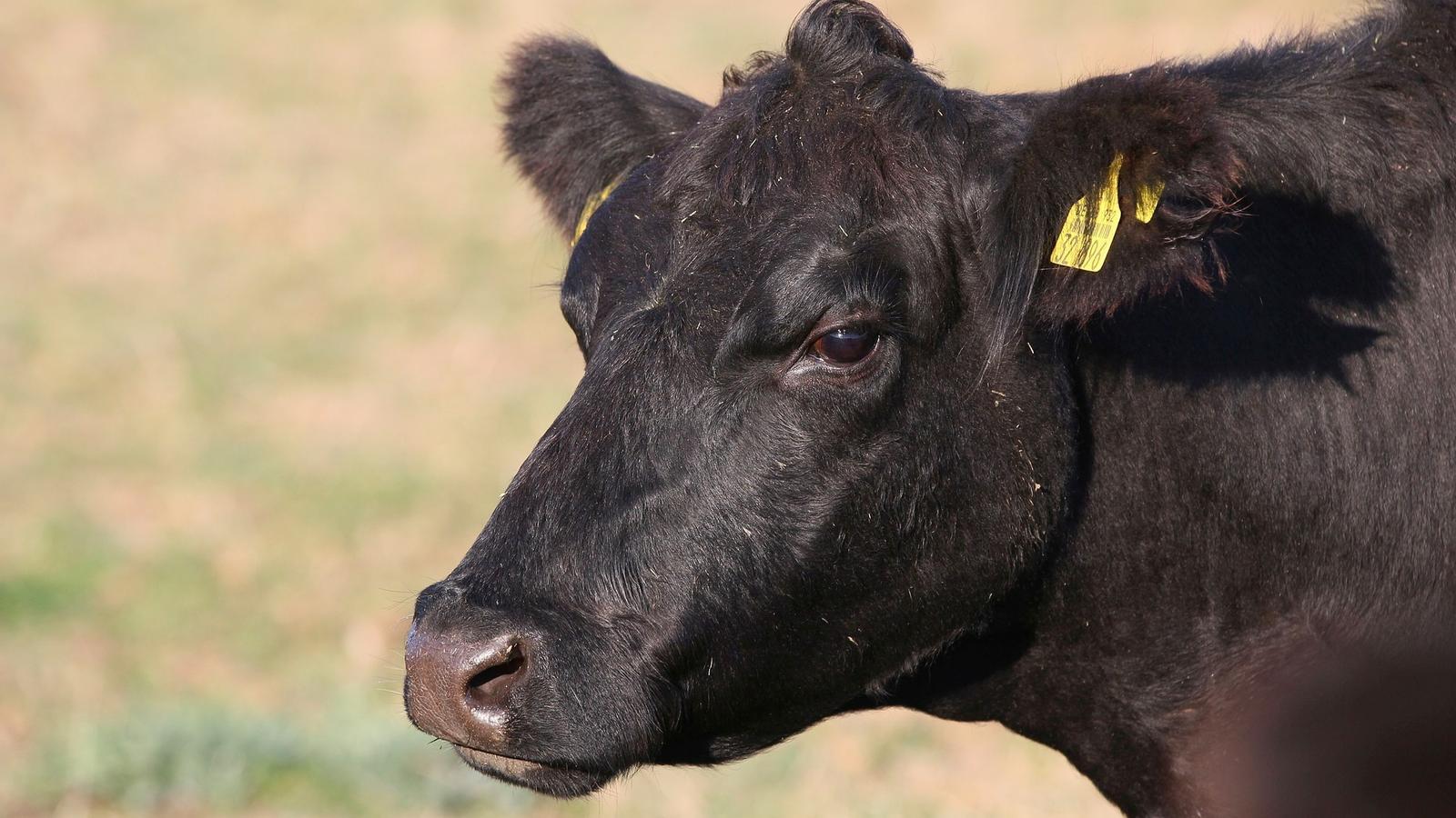 Ecologistas se manifiestan en Noviercas (Soria) contra la ganadería industrial