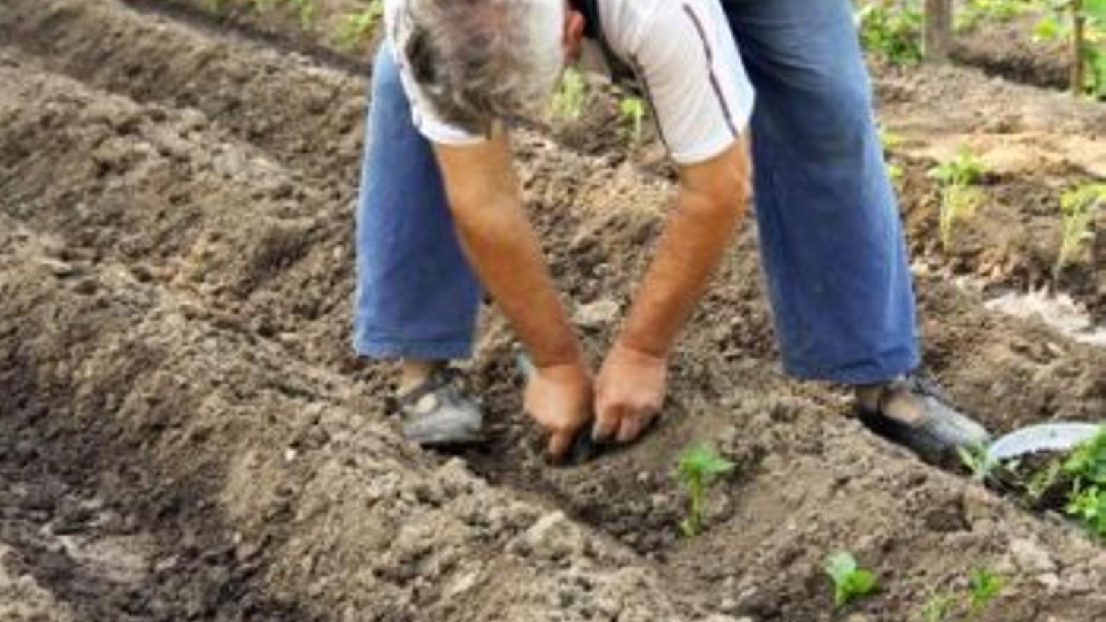 Bruselas planea un nuevo marco legal para la agricultura ecológica